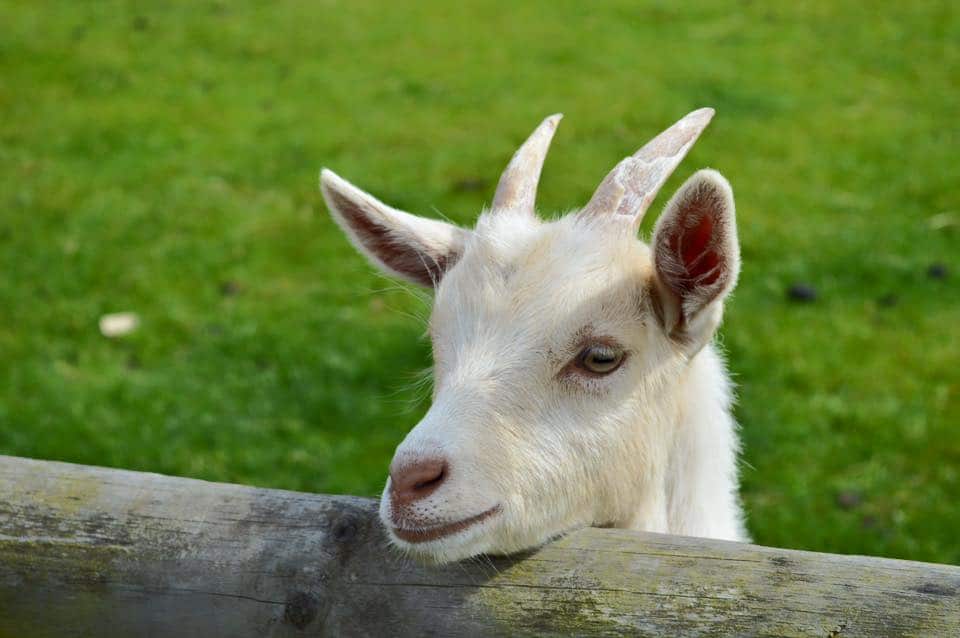Hatfield Park Farm