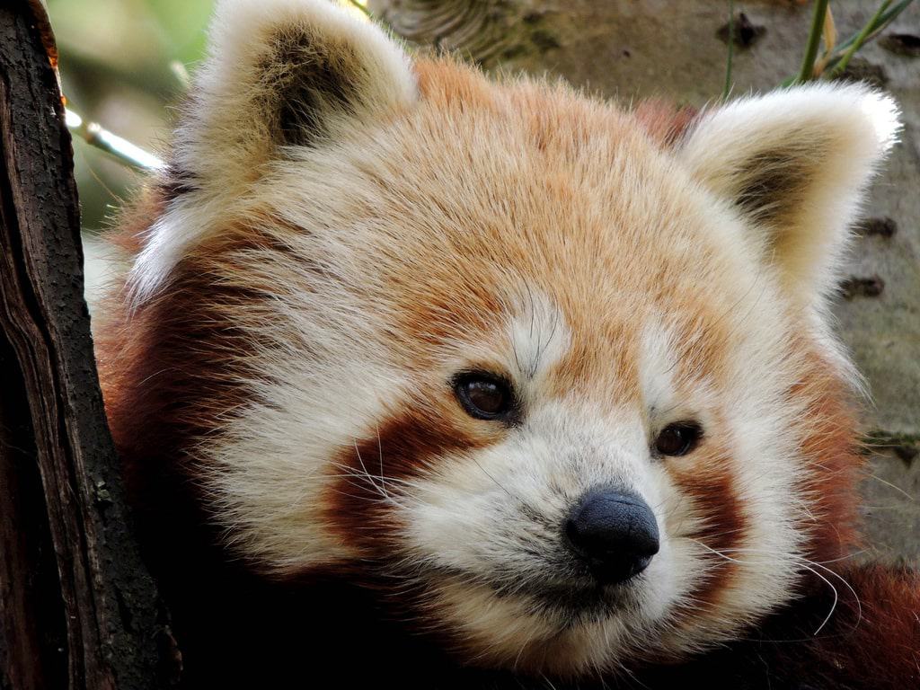 Zoo de Lille