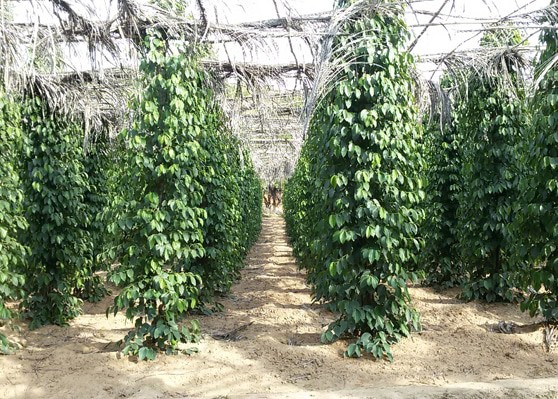 La Plantation Pfefferfarm, Kampot