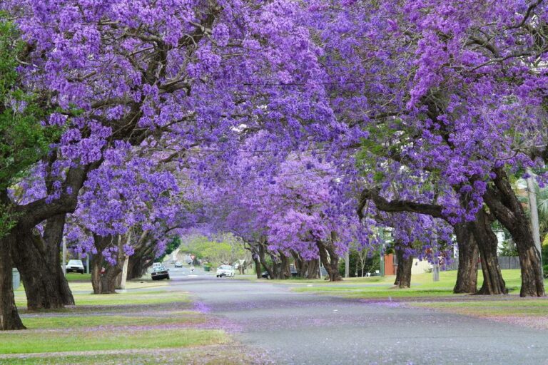 Jacaranda-Baum in voller Blüte