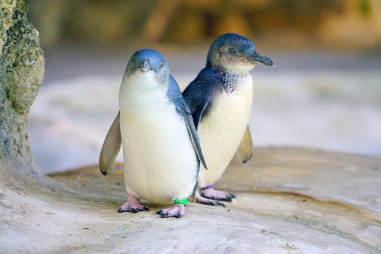 Kleiner Pinguin