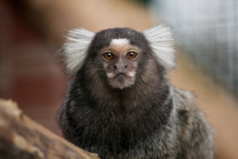 Shoalhaven Zoo