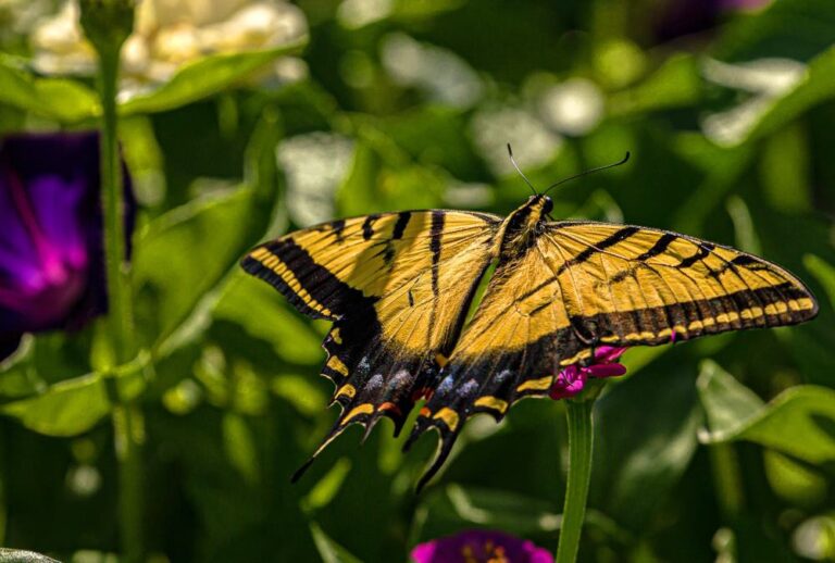 Montrose Botanic Gardens