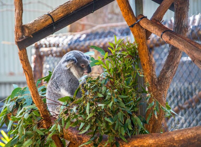 Koala Krankenhaus