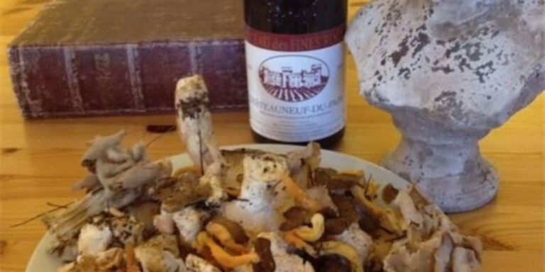 Pilzsuche mit Frühstück im Freien