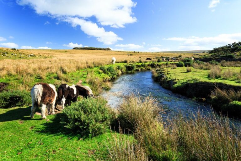 Dartmoor Nationalpark