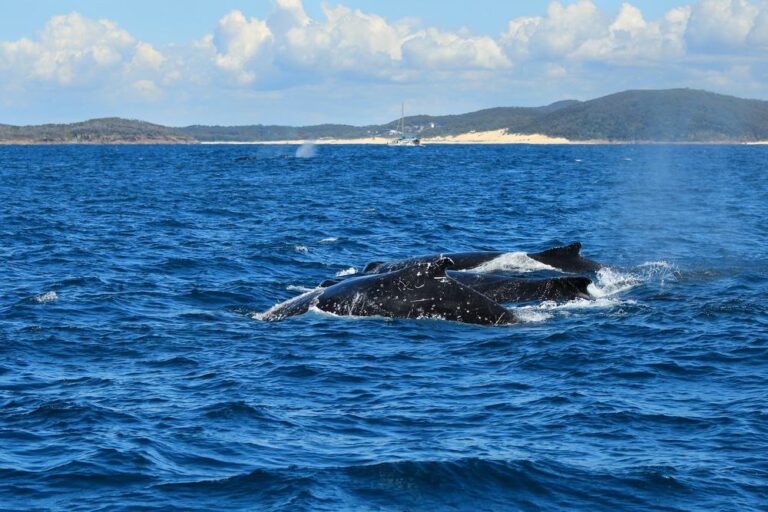 Walbeobachtung, Port Stephens