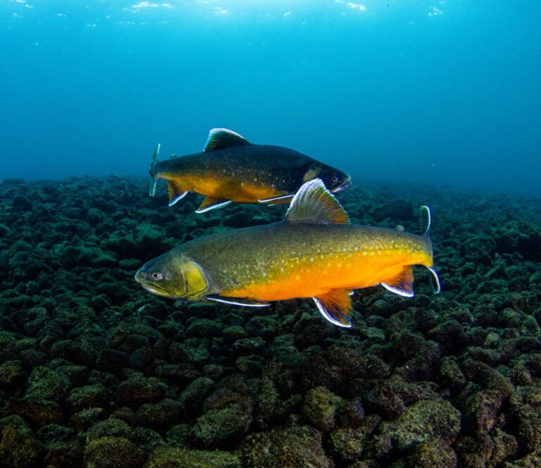 Baumfluss - Nunavut