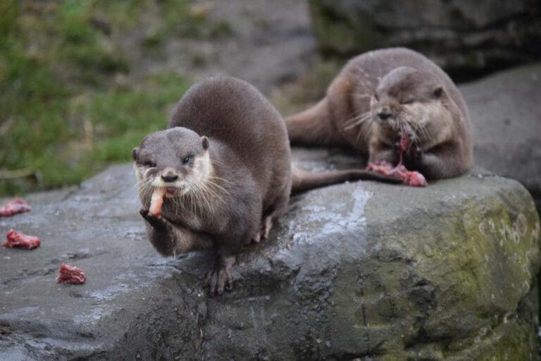 Sea Life Sanctuary