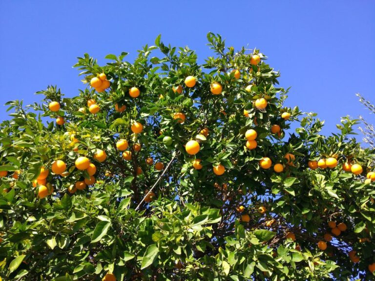 Orange Welt