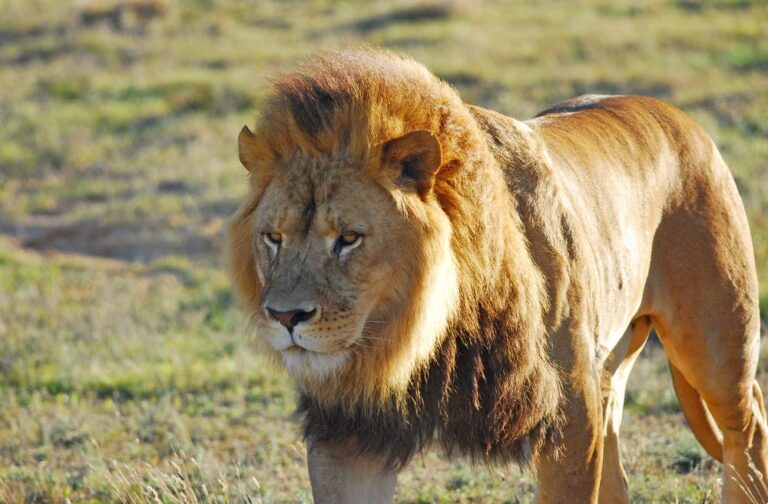 Monarto Safari Park