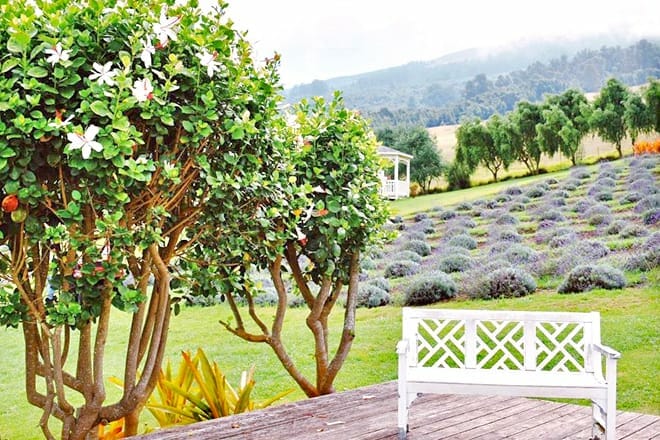 Ali'i Kula Lavendelfarm