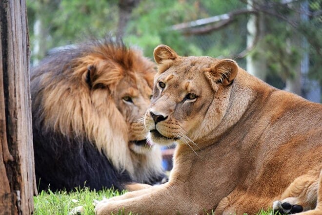 amarillo zoo