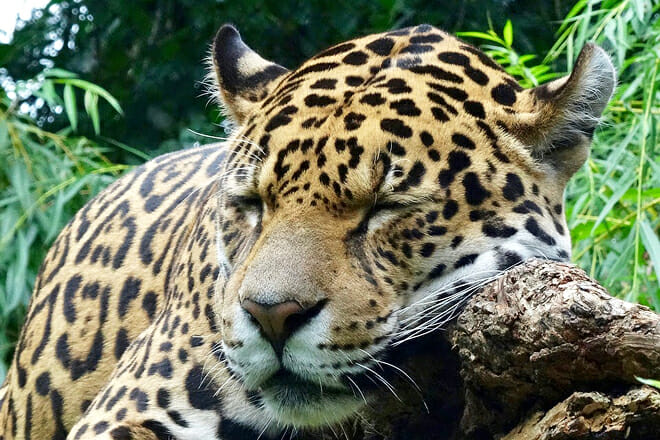 Belize-Zoo