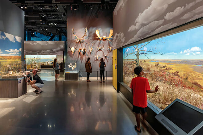 Bell Museum für Naturgeschichte – St. Paul