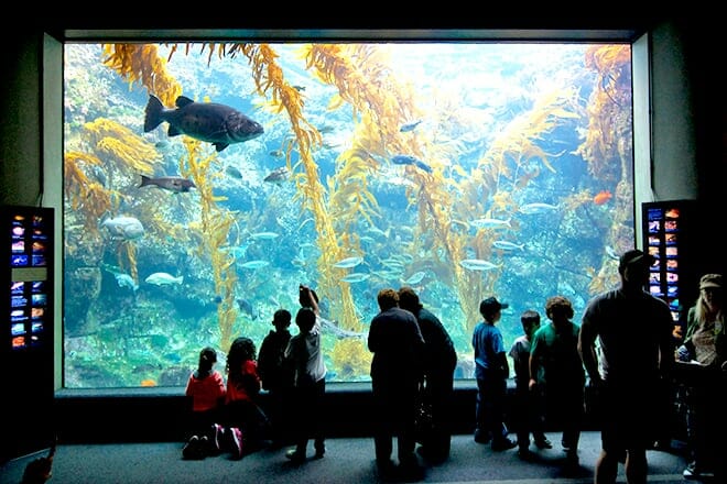 Birkenaquarium bei Scripps