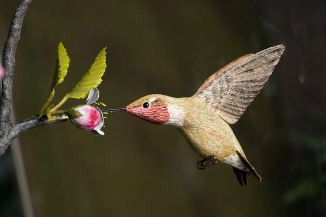 Birds of Vermont Museum – Huntington