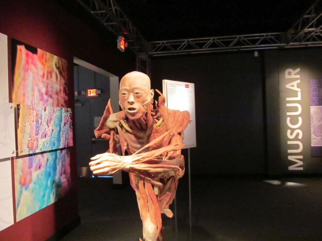 Körper Die Ausstellung