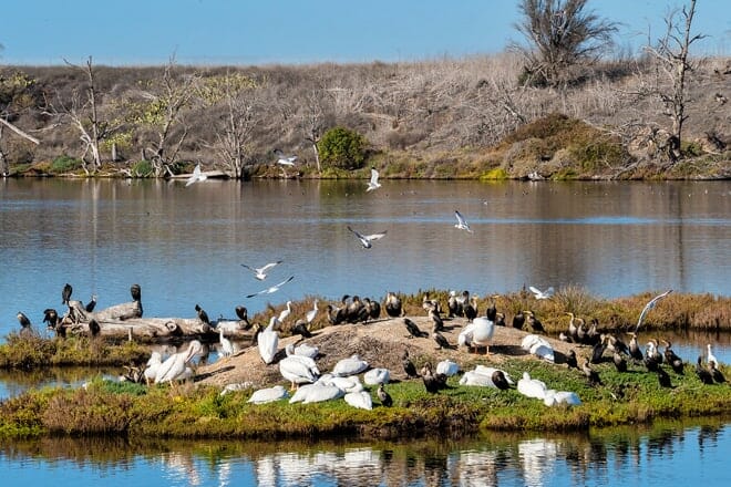 bolsa chica ökologisches Reservat