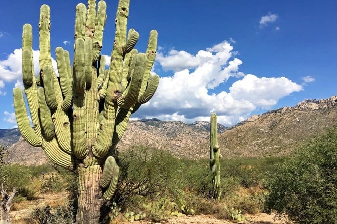 Catalina Staatspark – Tucson