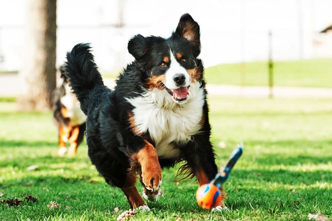 Hundepark