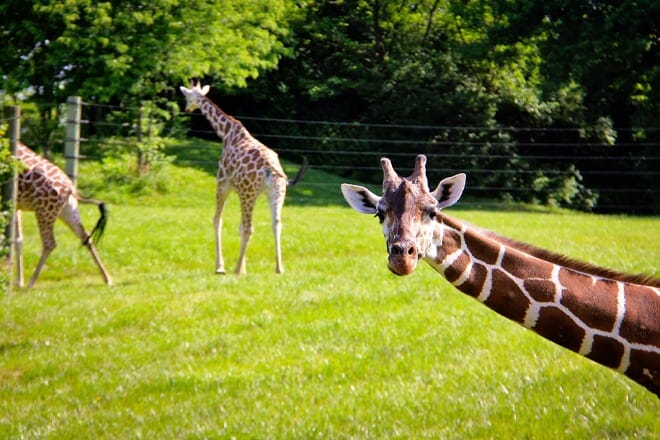 Fort Wayne Kinderzoo – Fort Wayne