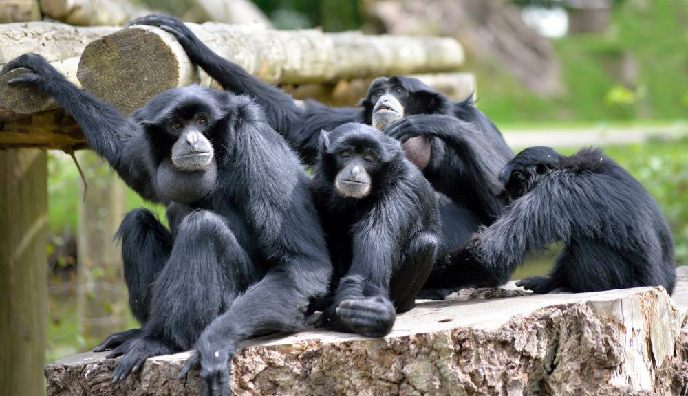 Fota Wildlife Park