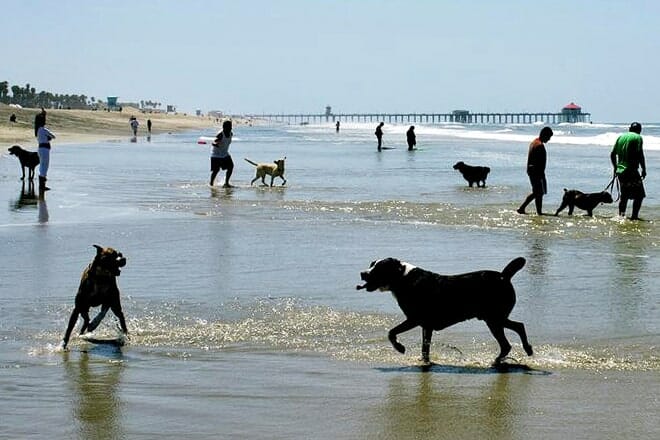 Huntington Hundestrand