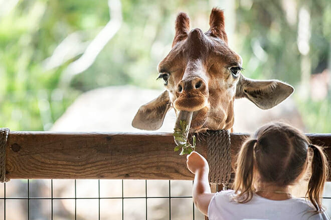 Jacksonville Zoo und Gärten