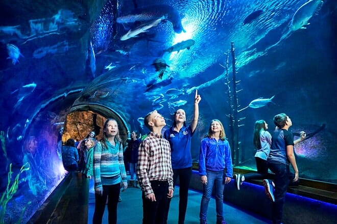 Johnny Morris' Wonders of Wildlife Nationalmuseum und Aquarium