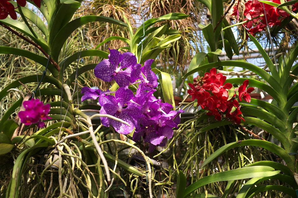 Linzer Botanischer Garten