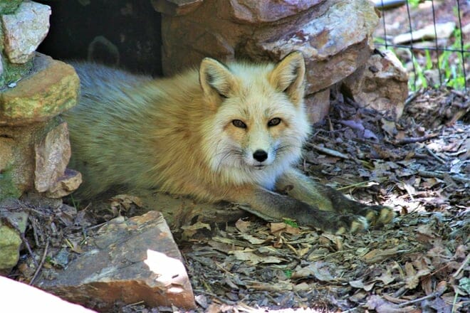 mill mountain zoo