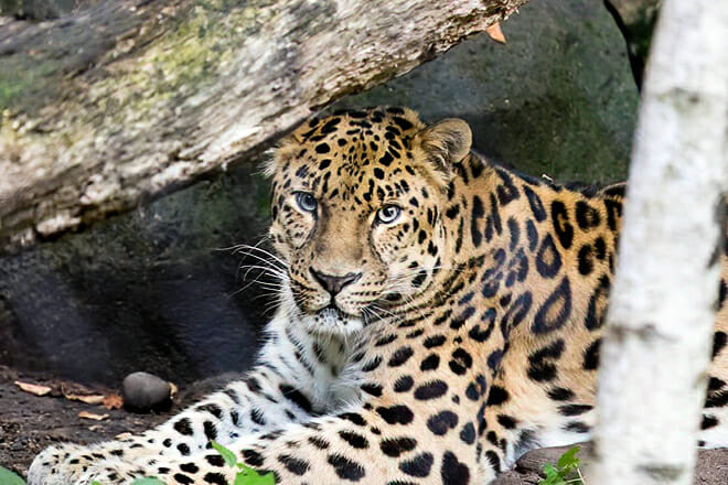 Minnesota Zoo – Apple Valley