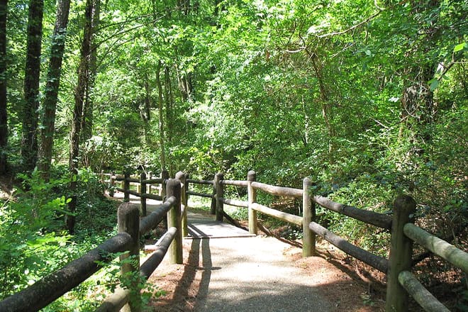 Versteinerter Wald von Mississippi