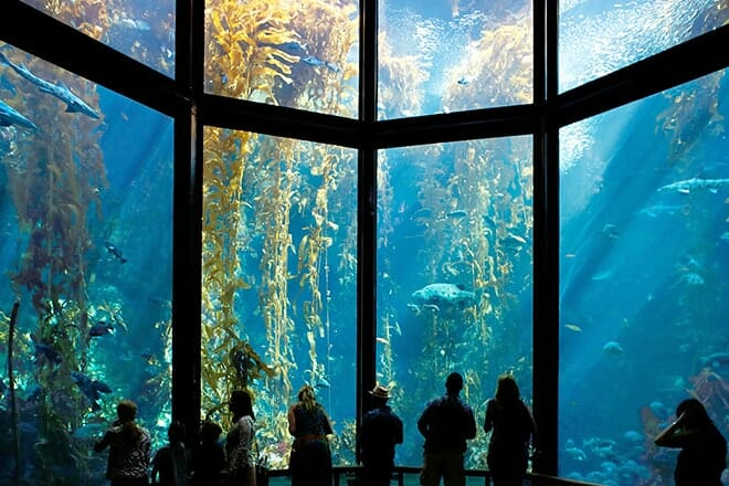 Monterey-Bay-Aquarium