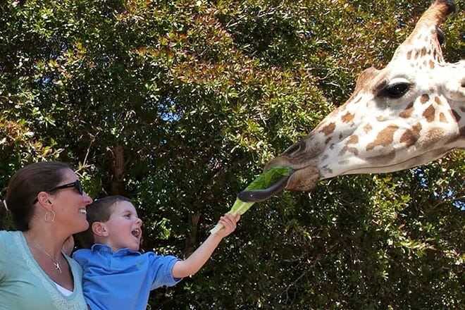Naples Zoo in den Caribbean Gardens