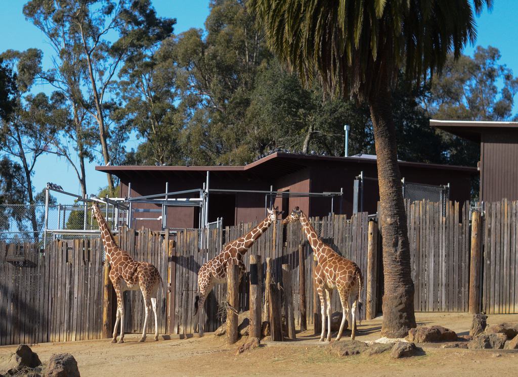 Oakland Zoo - Giraffen