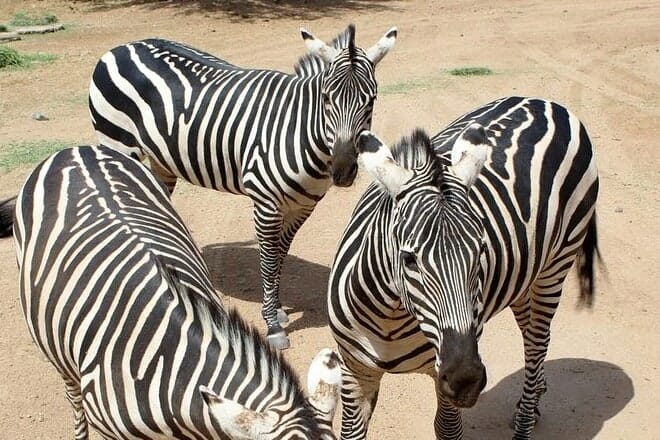 Out of Africa Wildlife Park — Camp Verde