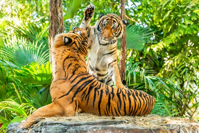 Palm Beach Zoo & Naturschutzgesellschaft