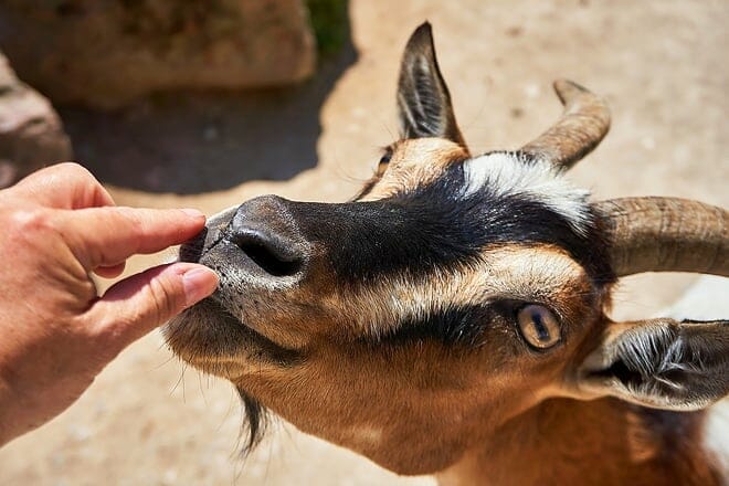petting zoo ocala
