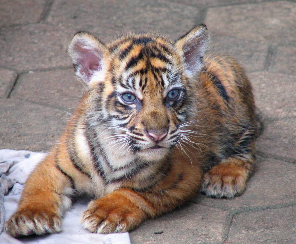 Ragunan Zoo