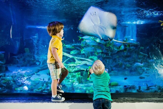 SEA LIFE Arizona Aquarium — Tempe