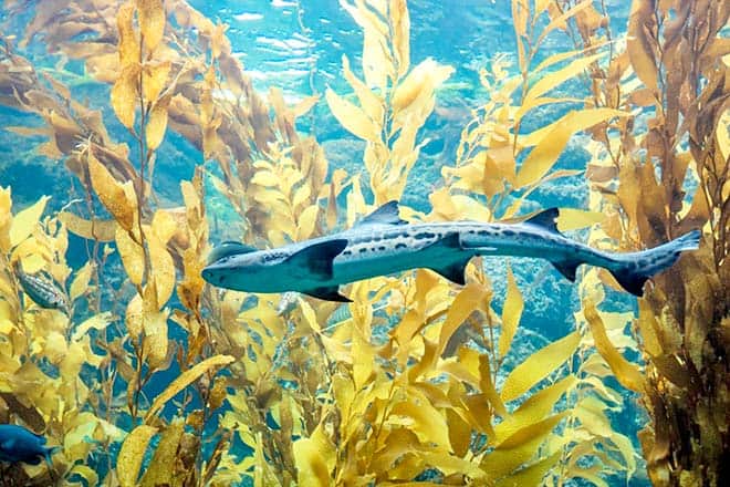 Schnorcheln oder schwimmen Sie mit Leopardenhaien