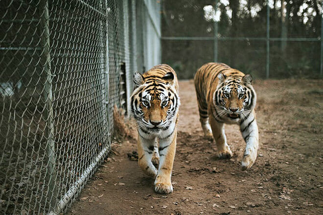 Das Catty Shack Ranch Wildlife Sanctuary