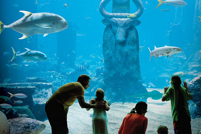 The Dig — Paradise Island