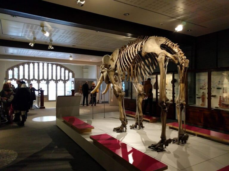 Das Manchester Museum