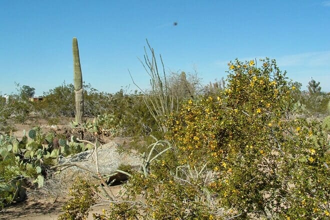 Yuma Naturschutzgarten