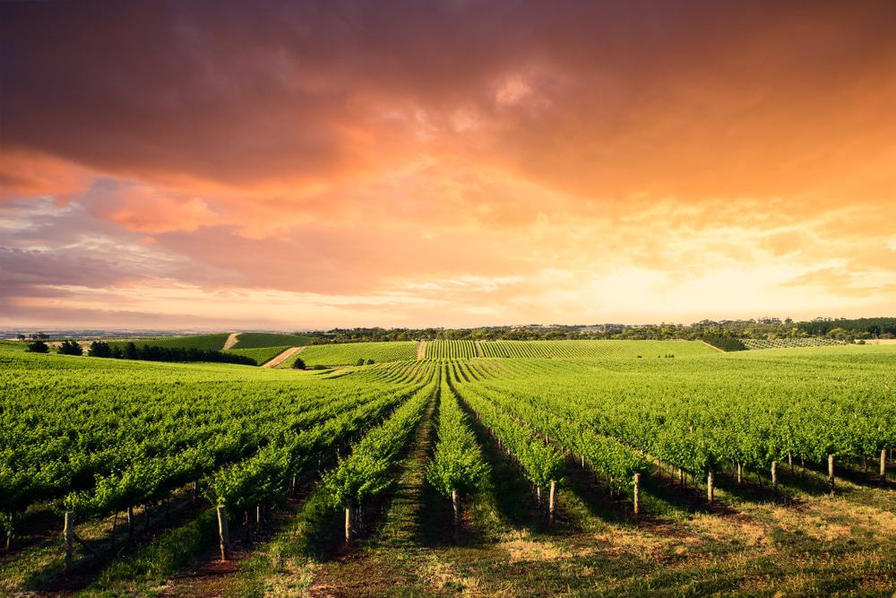 Barossa Valley
