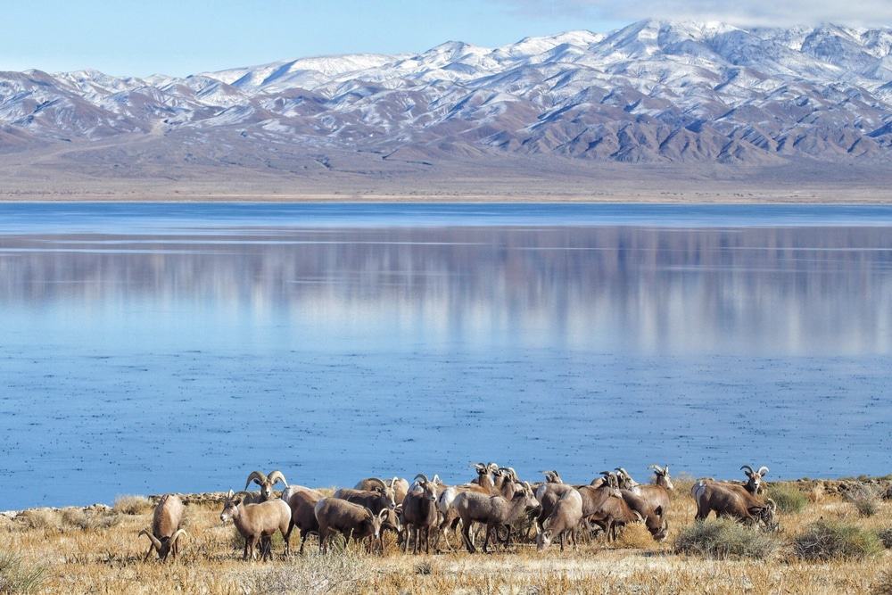 Walker Lake, Nevada