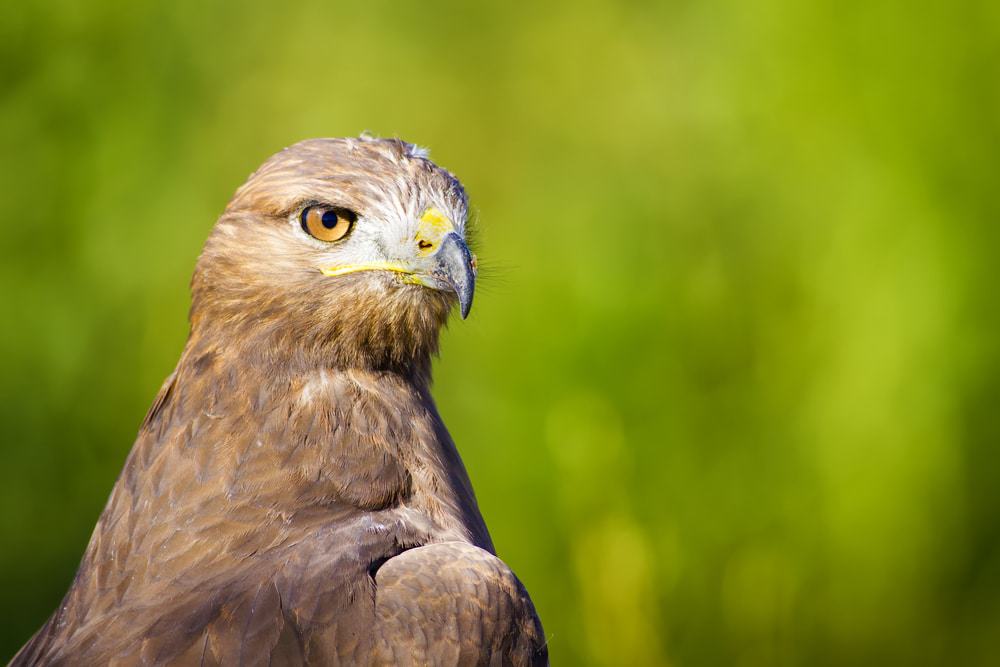 Lakeland Bird of Prey Center
